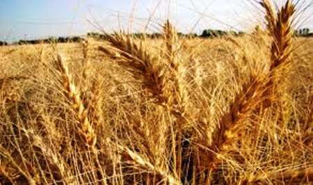 10 درصد گندم استان در کمیجان تولید می شود