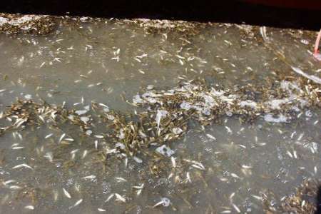 آغاز رها سازی 14 میلیون قطعه بچه ماهی در تالاب بین المللی شادگان
