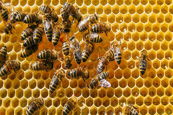 تولید عسل در کردستان ۳۷ درصد افزایش یافت