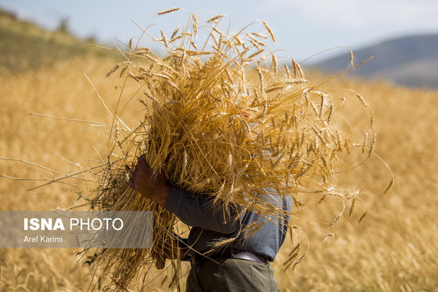 خرید تضمینی 149 هزار تن گندم از کشاورزان آذربایجان شرقی در سال جاری