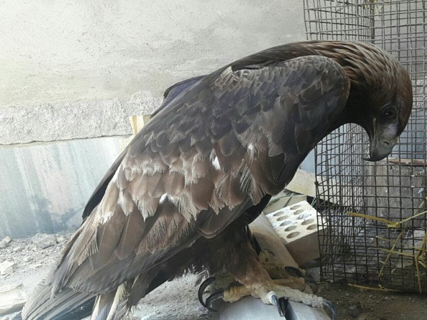 محیط بانان تکابی عقاب زخمی و شاه بوف را نجات دادند