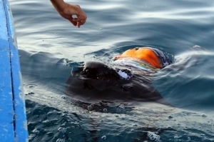 واژگونی قایق مهاجران در آب های لیبی؛ 20 کشته، 170 مفقود