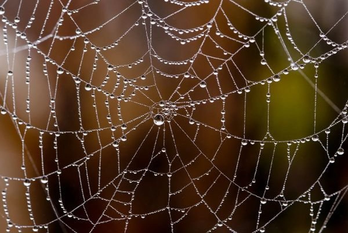 ساخت محکمترین تار عنکبوت مصنوعی جهان از باکتری روده انسان