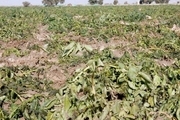 هواشناسی دزفول نسبت به سرمازدگی محصولات کشاورزی هشدار داد