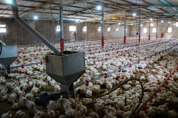 دلیل متضرر شدن مرغداران هزینه گزاف تولید گوشت مرغ است