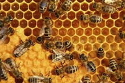 تولید بیش از 13 هزار تن عسل از زنبورستان‌های آذربایجان شرقی در سال‌جاری