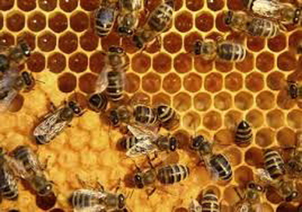 تولید بیش از 13 هزار تن عسل از زنبورستان‌های آذربایجان شرقی در سال‌جاری