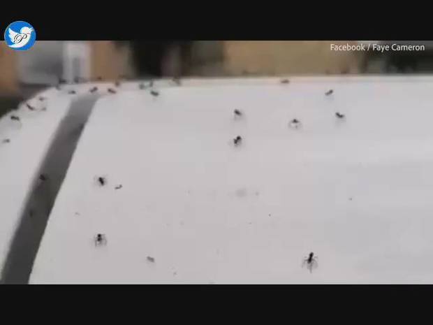حمله عنکبوت‌ها به ایرلند شمالی