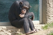 جزییات ماجرای مرگ شامپانزه در باغ وحش ارم
