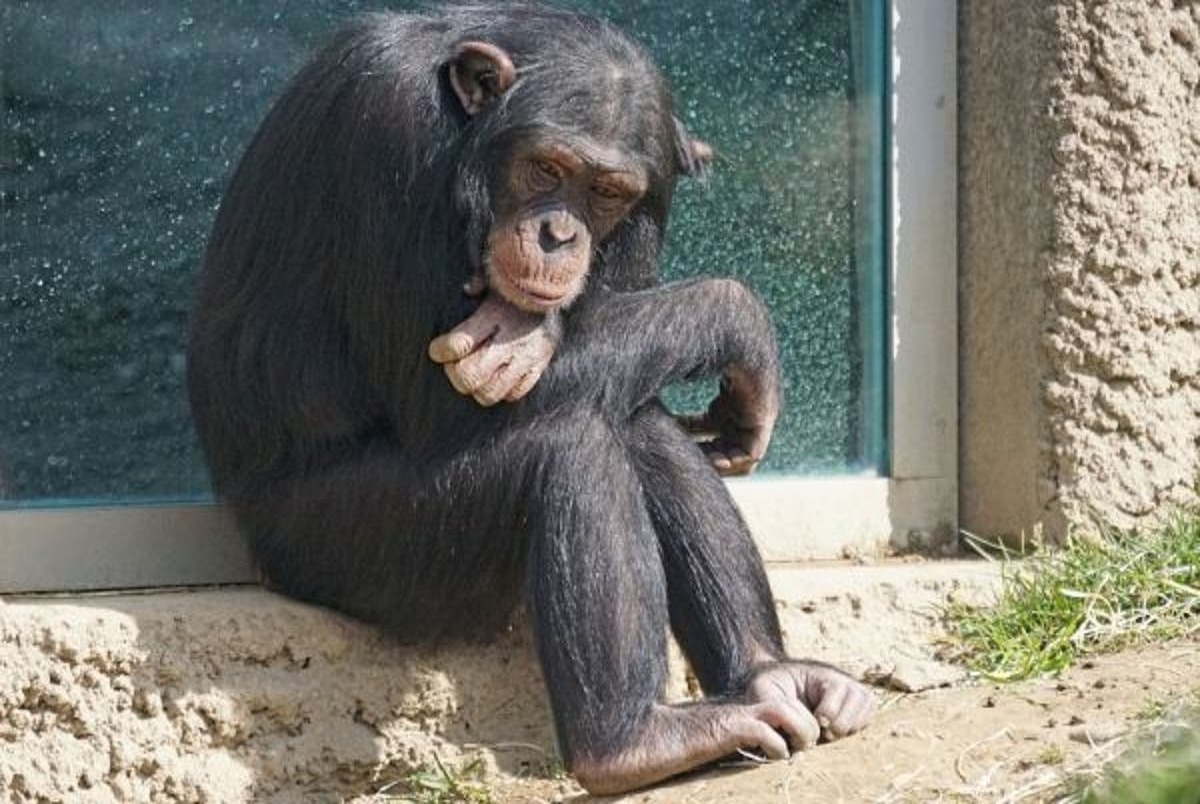 جزییات ماجرای مرگ شامپانزه در باغ وحش ارم