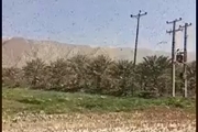 ورود دوباره گله های بزرگ ملخ به جنوب ایران 


