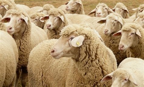 خرید اینترنتی و آسان گوسفند زنده