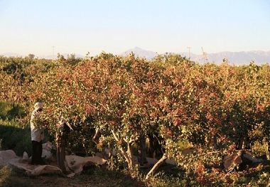 صندوق بیمه ۲۶۰ میلیارد تومان خسارت به پسته کاران استان کرمان پرداخت کرد