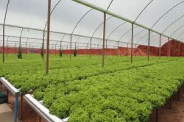 جهاد کشاورزی کهگیلویه وبویراحمد از کشت گلخانه ای حمایت میکند