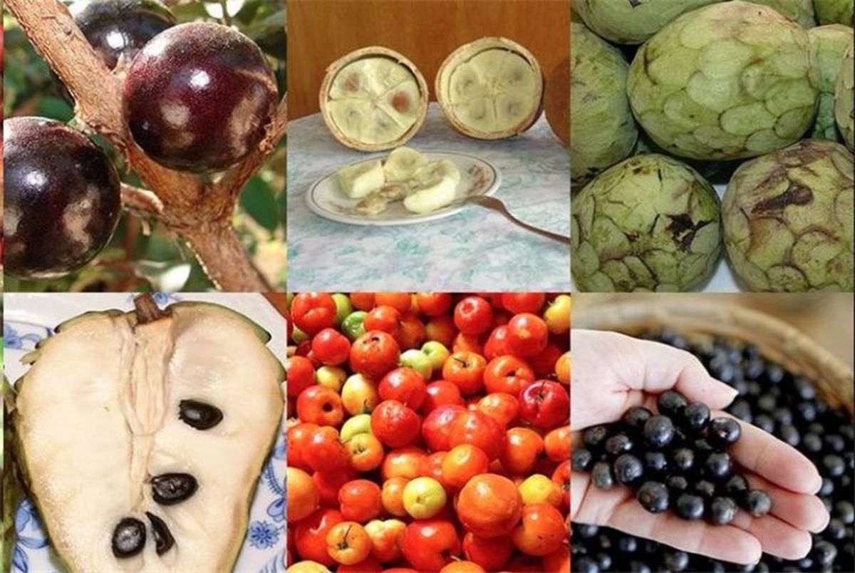 پذیرایی از المپیکی‌ها با ۴۰ نوع میوه برزیلی + تصاویر