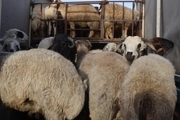کشف ۴۵۰ راس گوسفند قاچاق در زرین‌دشت