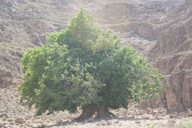 پنج اثر طبیعی ثبت ملی شد 