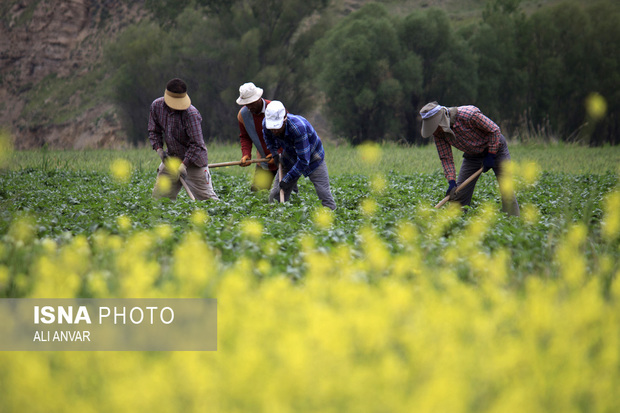 توزیع 15 هزار کیلوگرم بذر کلزا در بین کشاورزان