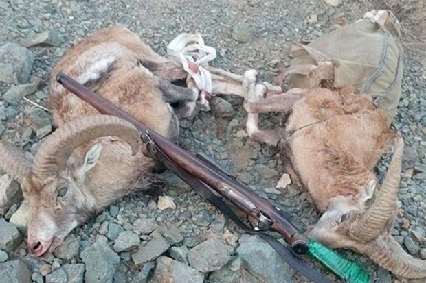 240 شکارچی در سمنان دستگیر شدند