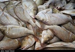 مقدار سیصد کیلوگرم ماهی فاسد و غیرقابل مصرف در شهرستان لردگان معدوم شد