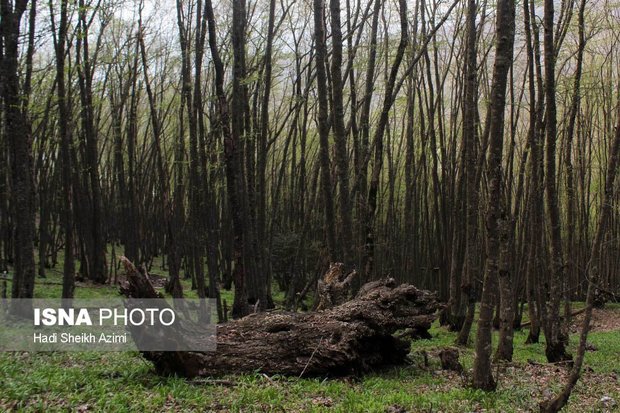 دستگیری قاتل درختان جنگلی در رستم