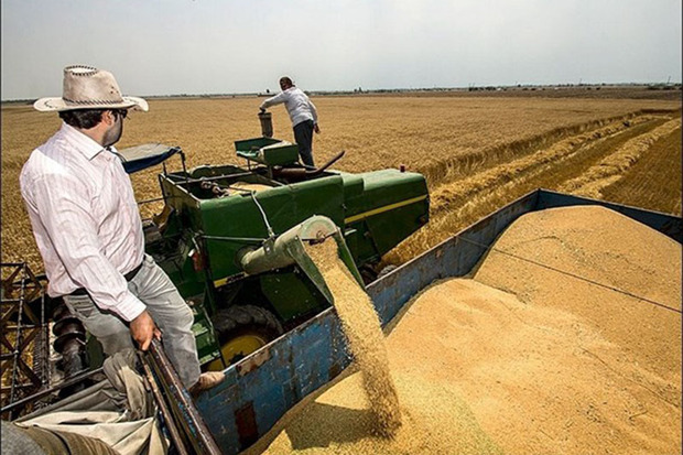 250 تن گندم از کشاورزان زنجانی خریداری شد