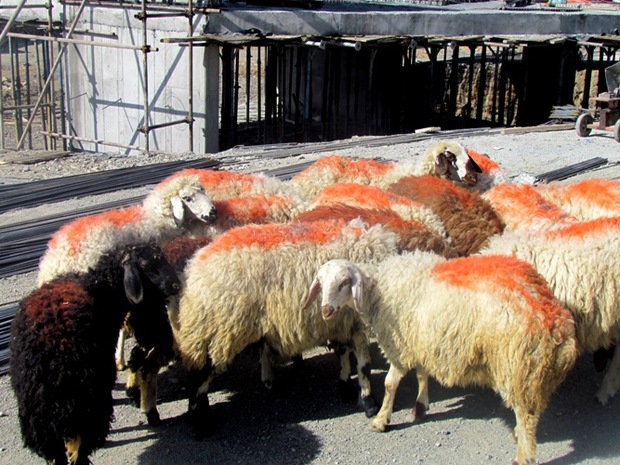 قیمت گوسفند قربانی برای عید قربان