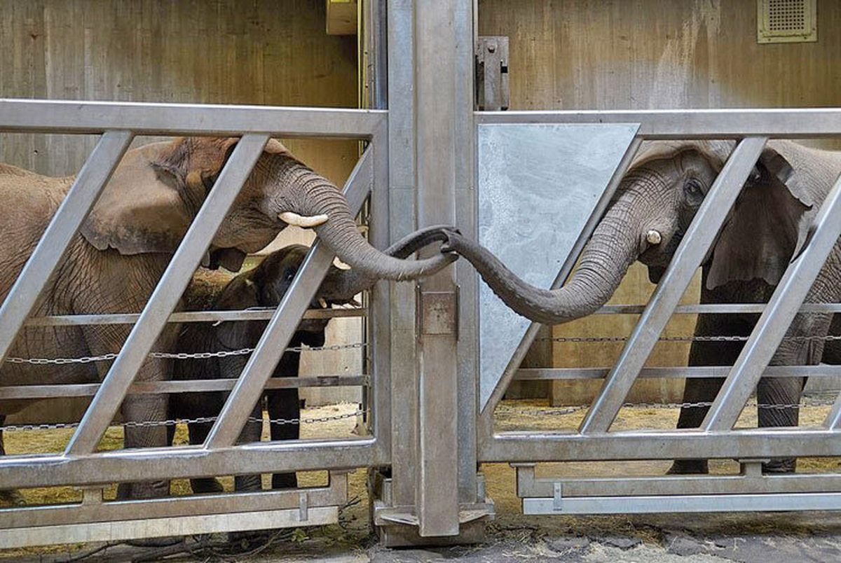 لحظه دیدنی دیدار فیل مادر با دختر و نوه هایش بعد از 12 سال