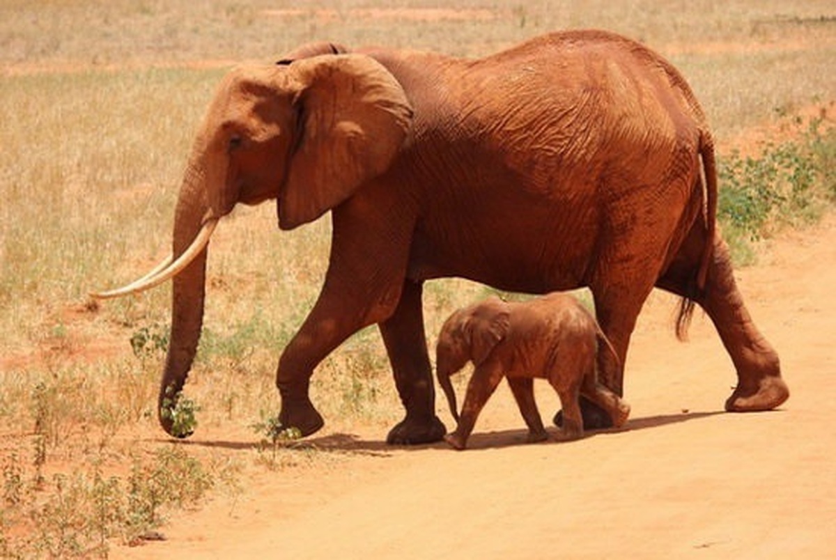 خطر انقراض فیل‌های آفریقایی تا سال ۲۰۲۲