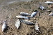 علت تلف شدن ماهیان در سواحل عسلویه