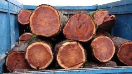 کشف سه تن چوب قاچاق در استان قزوین