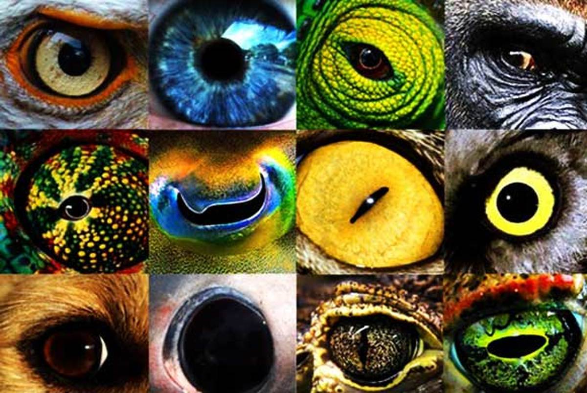 در جی پلاس مشاهده کنید: حیوانات چگونه دنیا را می بینند؟