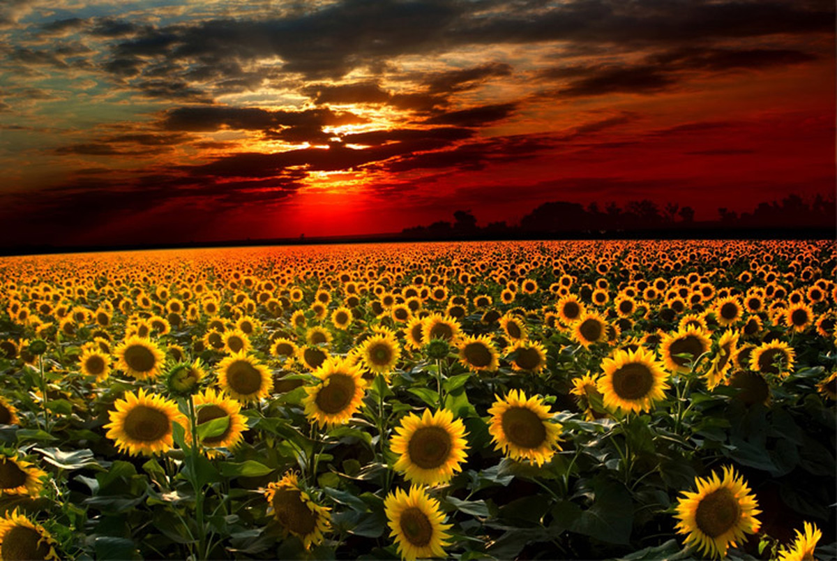 چگونه گل های آفتاب گردان، خورشید را در آسمان دنبال می کنند
