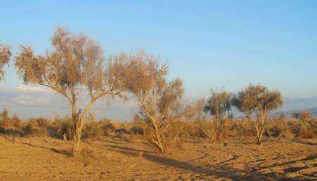 خشکسالی و کمبود آب مهم ترین تهدید عرصه های طبیعی استان سمنان است