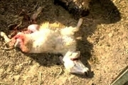 حمله 4 قلاده گرگ به گله گوسفندان در شهرستان اسفراین