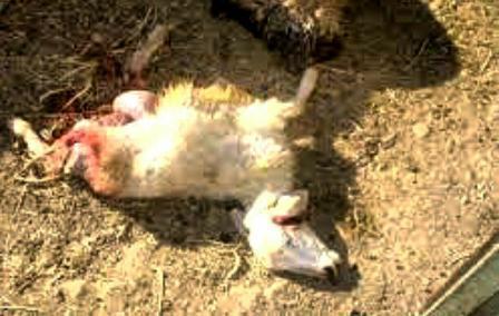 حمله 4 قلاده گرگ به گله گوسفندان در شهرستان اسفراین