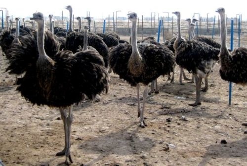 شرکت کشت و صنعت پروتئین کردستان یکی از شاخص‌ترین طرح‌های پرورش شتر مرغ
