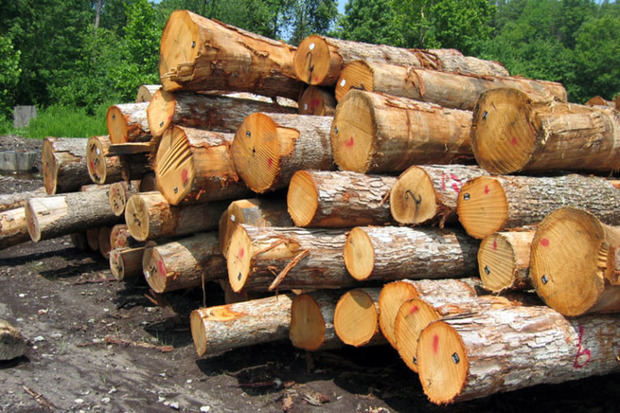 بیش از 10 تن زغال و چوب قاچاق در سنندج کشف شد