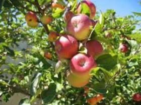 پیش بینی برداشت بیش از ۱۲۰هزارتن سیب درختی از باغات اشنویه