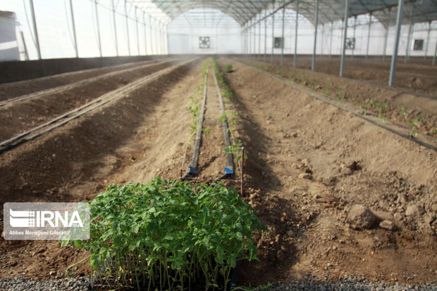 ساخت گلخانه نیازمند همکاری کشاورزان قم با جهادکشاورزی است