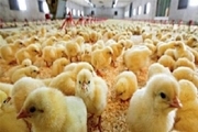 کاهش جوجه ریزی در آذربایجان غربی احتمال کمبود ۱.۱هزارتنی گوشت مرغ