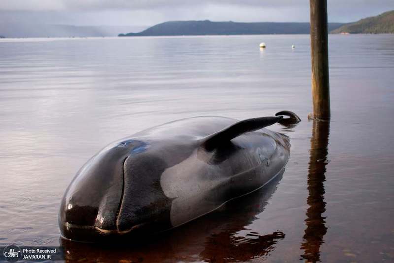 منتخب تصاویر امروز جهان- 4 مهر