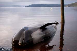 منتخب تصاویر امروز جهان- 4 مهر