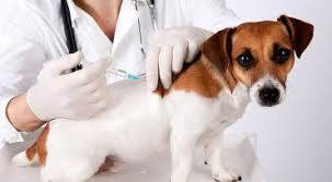 واکسیناسیون هاری بیش از 19 هزار قلاده سگ صاحب دار در آذربایجان غربی