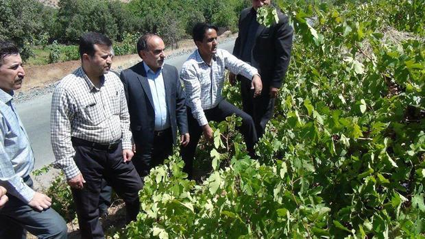 مدیرعامل سازمان تعاون روستایی: ایجاد صنایع تبدیلی در بخش کشاورزی استان کردستان در اولویت است