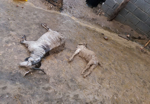 18راس گوسفند بر اثر صاعقه در پلدختر تلف شدند