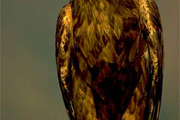 نجات یک بهله عقاب در سیستان و بلوچستان  متخلف دستگیر شد