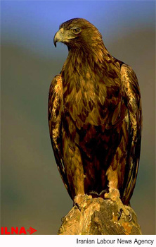 نجات یک بهله عقاب در سیستان و بلوچستان  متخلف دستگیر شد
