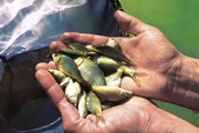 رهاسازی ۱۰۰ هزار قطعه بچه ماهی در استخرهای پرورش ماهی آبیک