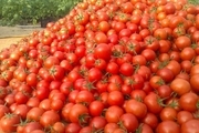 بیش از ۱۴ هزار تن گوجه‌فرنگی در کردستان خریداری شد